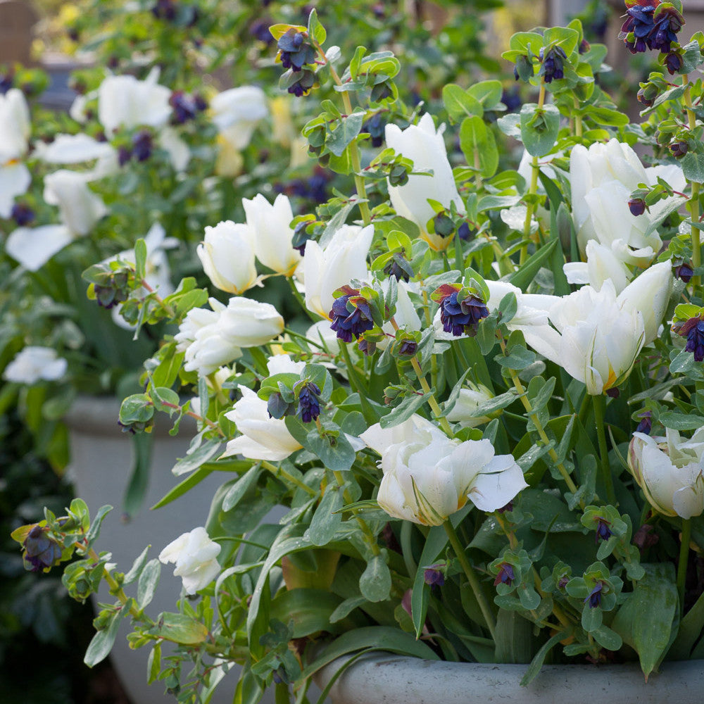 Sarah Raven Plants Cerinthe major Purpurascens Blumensamen 12 Samen