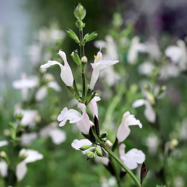 Sarah Raven Plants Salvia Cream Soda Salbei 3x 9 cm rosa