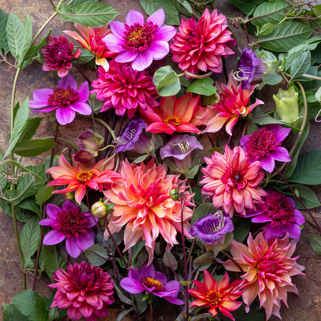 Sarah Raven Bulbs Dahlien Kollektion Knollen 4 Knollen Schnitt