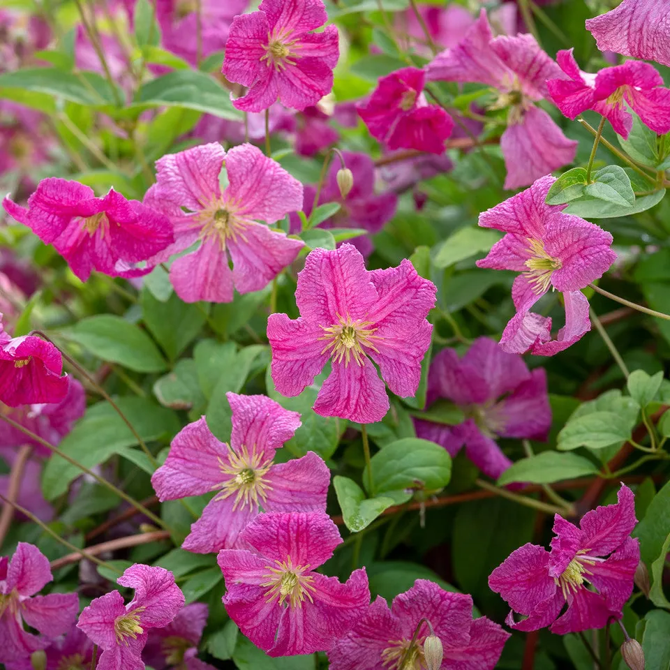 Sarah Raven Clematis viticella Abundance Kletterpflanze 2L Topf rosa