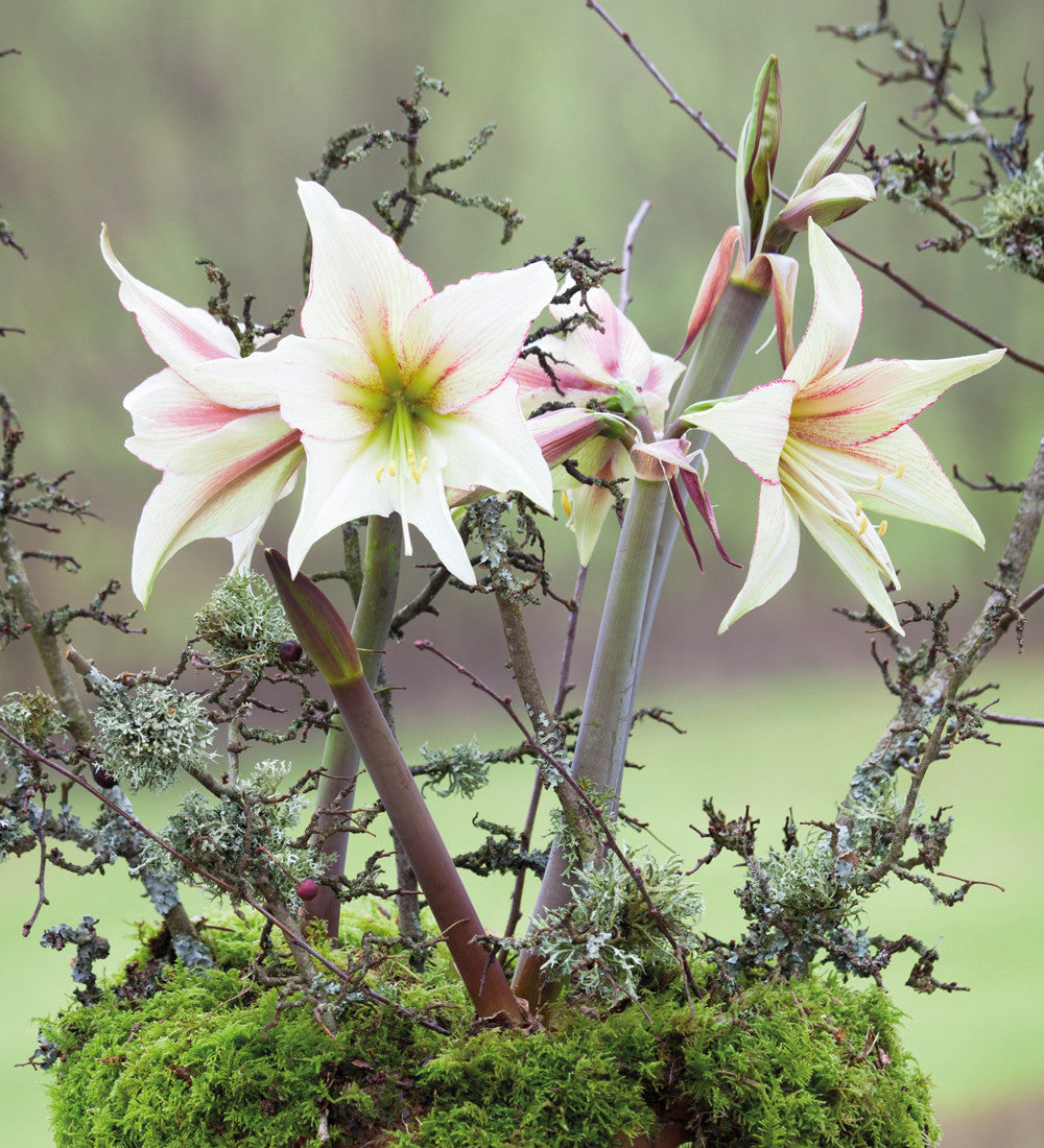 Sarah Raven Bulbs Amaryllis Green Magic Blumenzwiebel 1 Zwiebel
