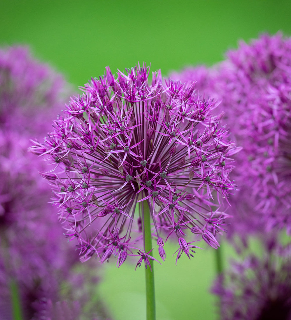 Sarah Raven Allium Purple Rain Blumenzwiebeln 15 Zwiebeln lila