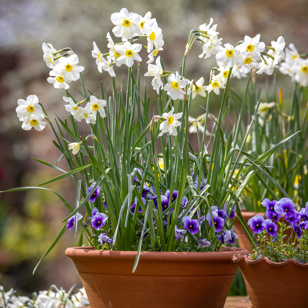 Sarah Raven Bulbs Narzisse Lieke Blumenzwiebeln 10 Zwiebeln Duft