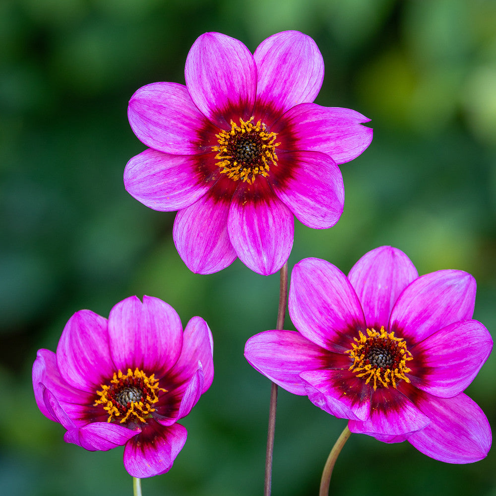 Sarah Raven Dahlia Ruths Choice Dahlienknolle rosa