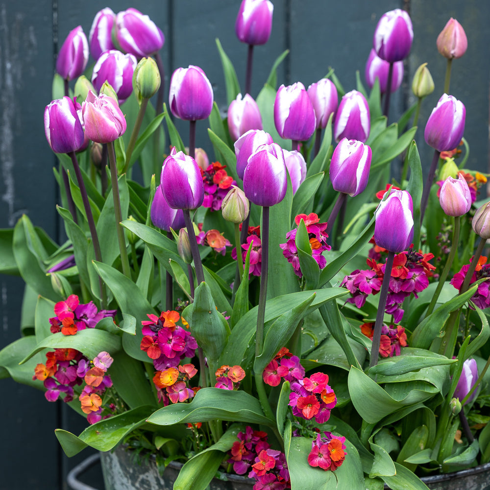 Sarah Raven Bulbs Tulip Librije Blumenzwiebeln 10 Stück rot