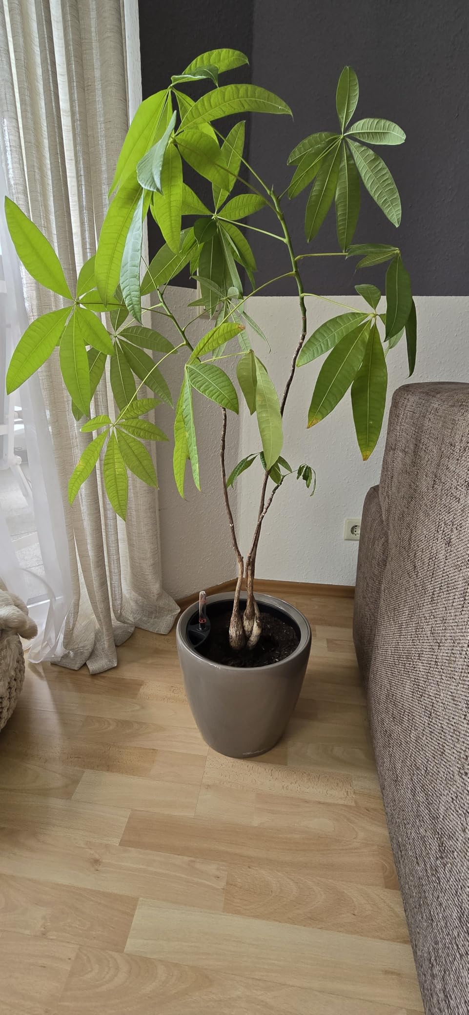 Lechuza Classico Premium LS 35 Pflanzgefäß weiß Hochglanz