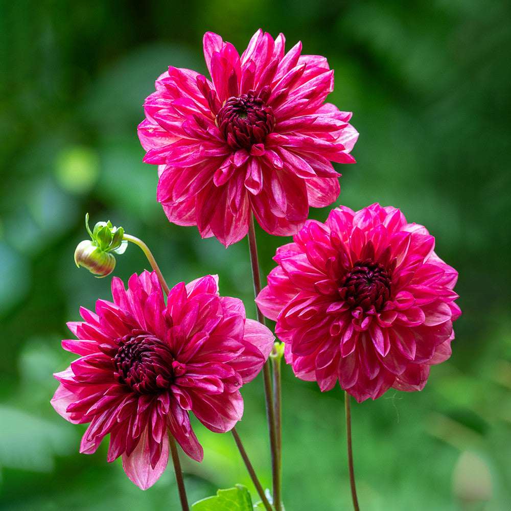 Sarah Raven Bulbs Dahlia Negroni Sunset Knolle pfirsich-rosa
