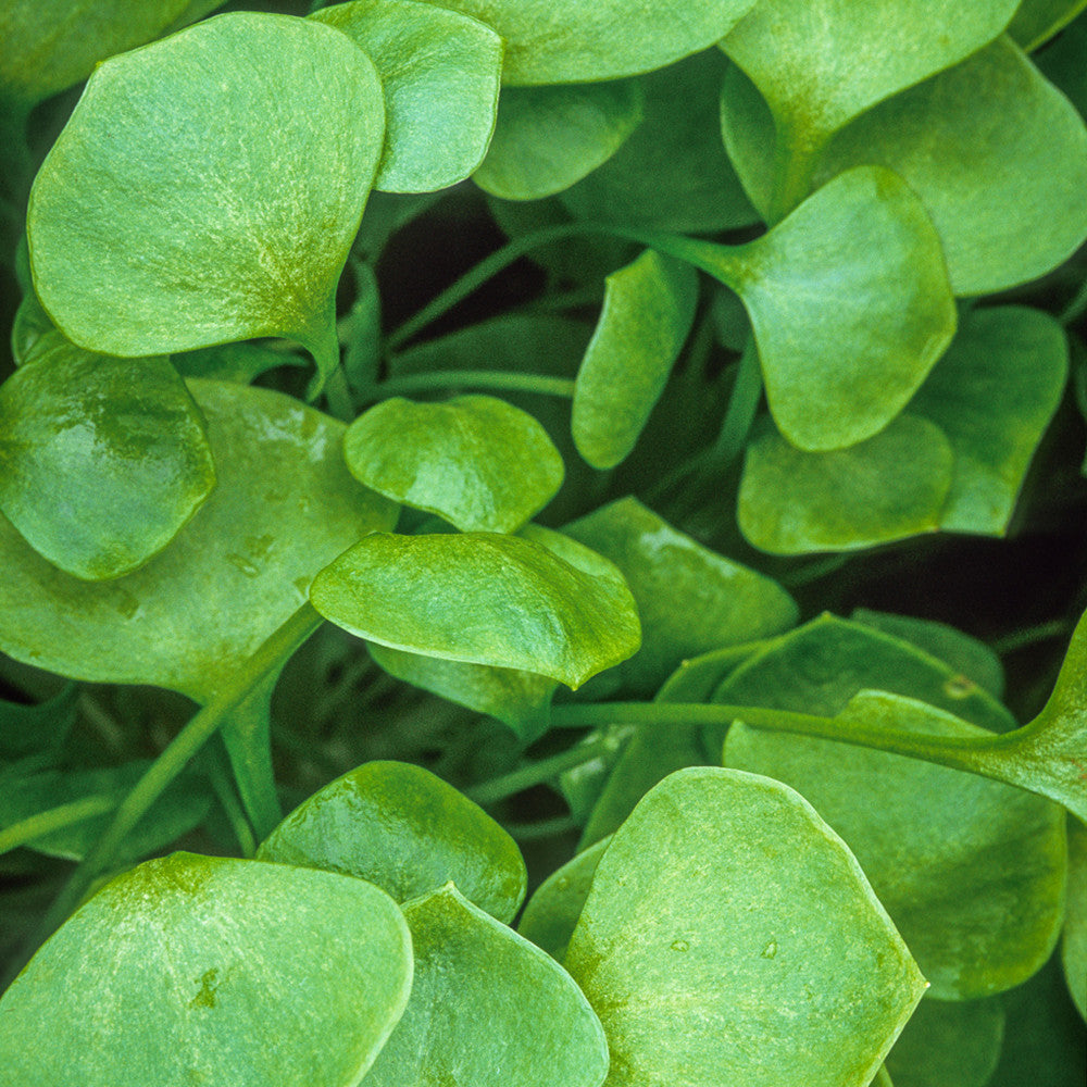 Sarah Raven Seeds Winterportulak Claytonia Gemüsesamen 500 Stück winterhart