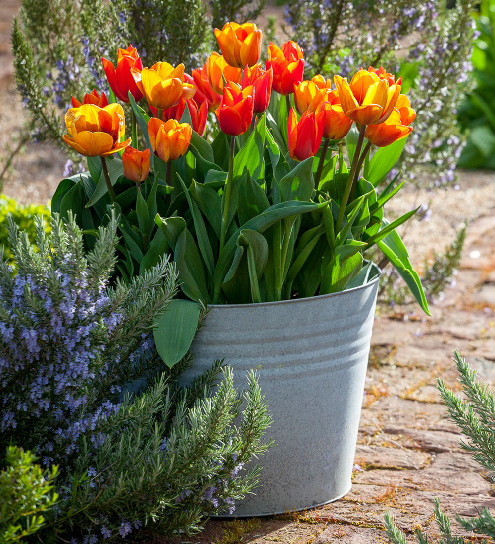 Sarah Raven Gardening Zink Pflanztopf groß 39cm für Balkon