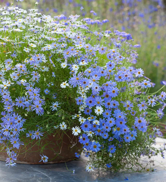 Sarah Raven Seeds Brachyscome Multifida Samen 250 blau-weiß