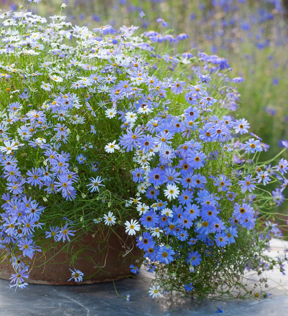 Sarah Raven Seeds Brachyscome Multifida Samen 250 blau-weiß