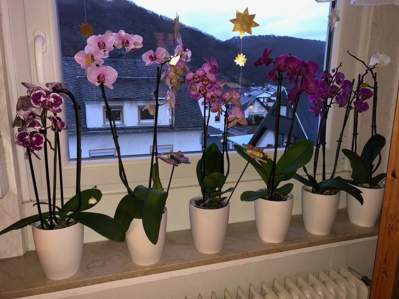 elho Brussels Orchidee Hoch 12,5 Blumentopf Weiss für innen