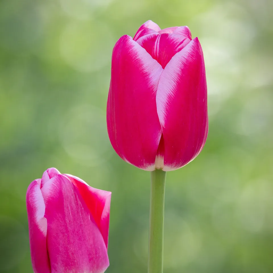 Sarah Raven Bulbs Tulip Dutch Delight Blumenzwiebeln 10 Stück Rosa