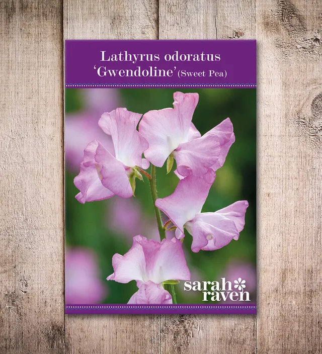 Sarah Raven Sweet Pea Gwendoline Blumensamen 20 Samen Duft