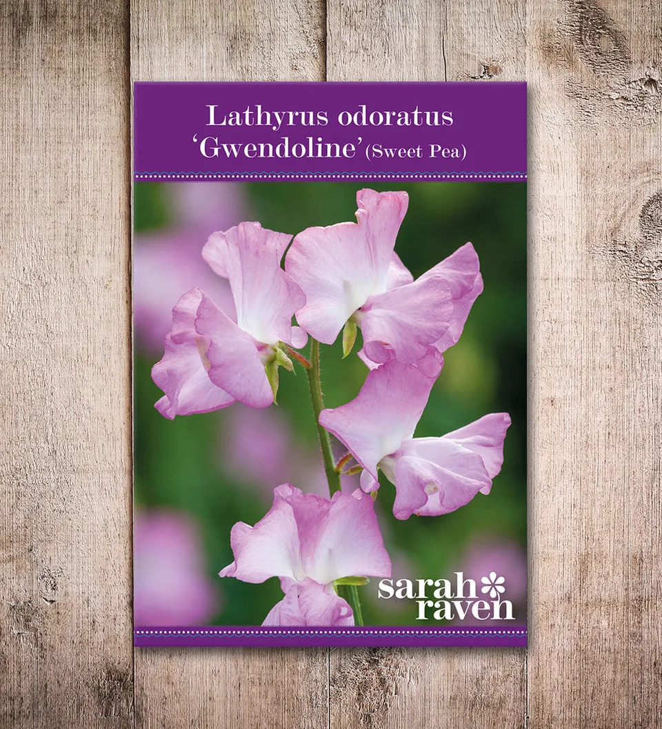 Sarah Raven Sweet Pea Gwendoline Blumensamen 20 Samen Duft