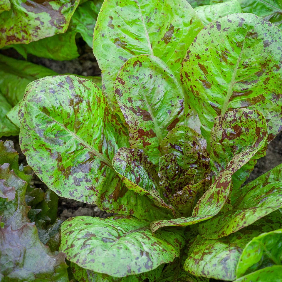Sarah Raven Seeds Lettuce Freckles Samen 200 Cos-Salat