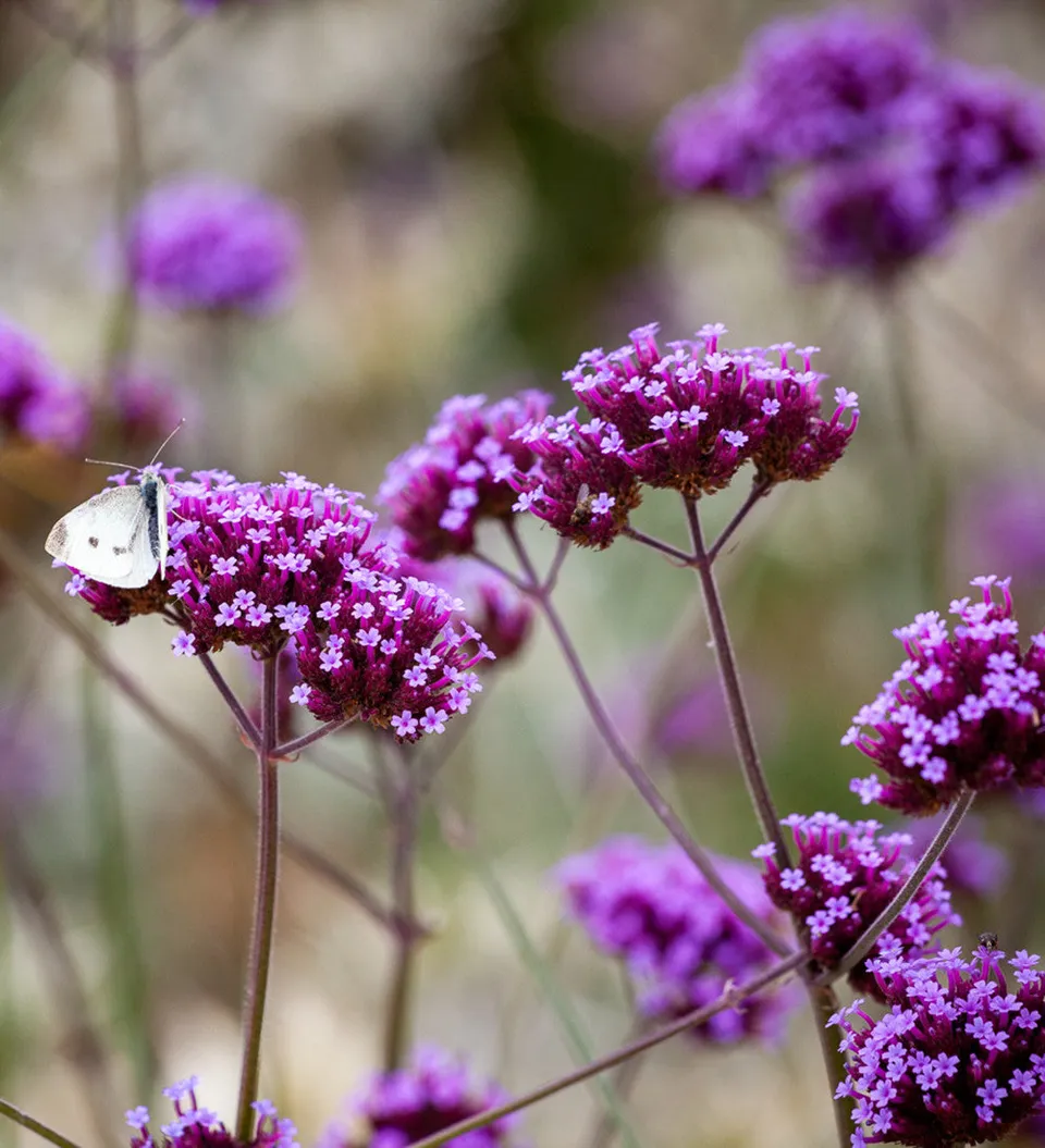 Sarah Raven Verbena bonariensis Samen 250 Stück lila