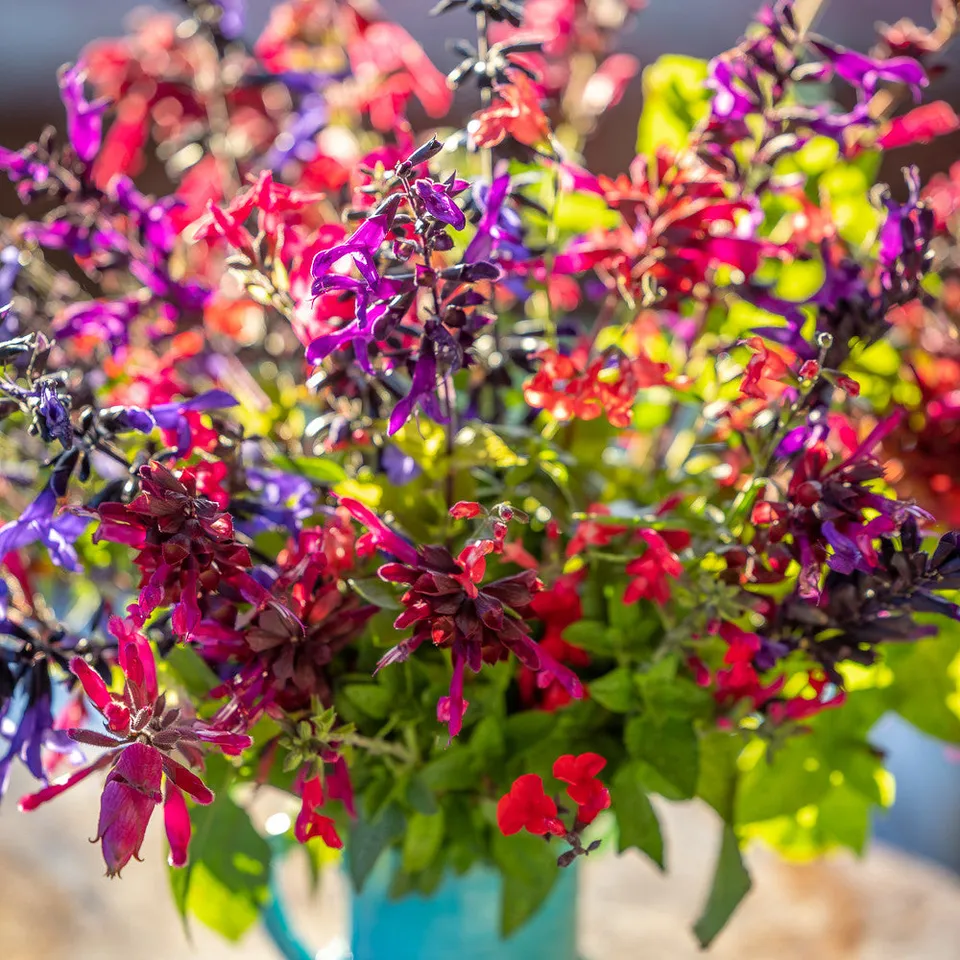 Sarah Raven Plants Jewel Salvia Collection Pflanze 9x 9cm Bienenweide