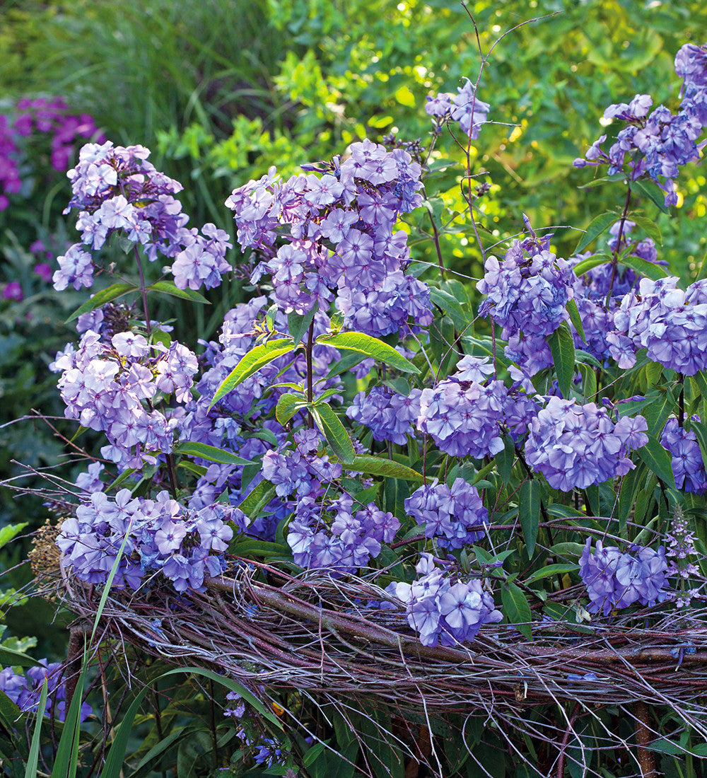 Sarah Raven Phlox Blue Paradise Staude 3x 9cm duftend