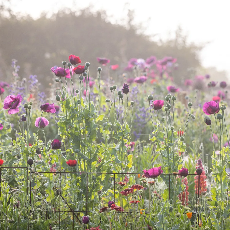 Sarah Raven Seeds Cottage Garden Mohn Samen 500 Mix