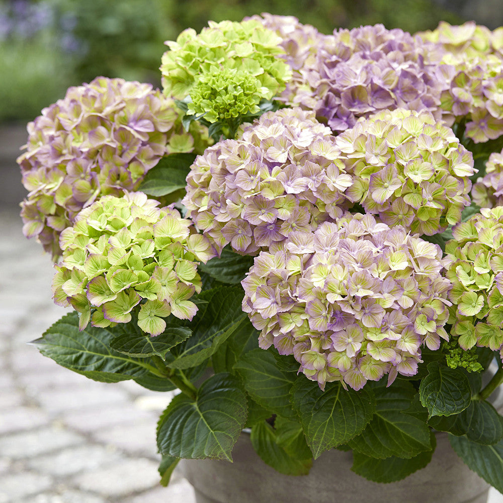 Sarah Raven Bella Pesche Hydrangea Hortensie 1,5L Farbwechsel