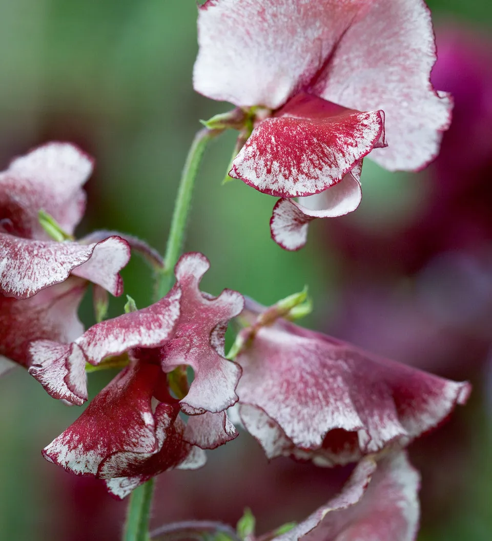 Sarah Raven Sweet Pea Wiltshire Ripple Samen 20 Stück duftend