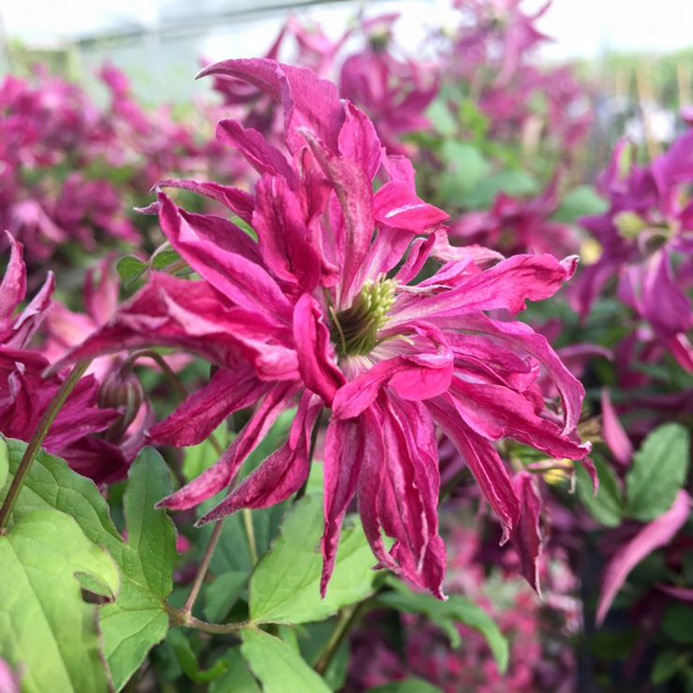Sarah Raven Clematis viticella Rosalyn Pflanze 2 Liter rosa