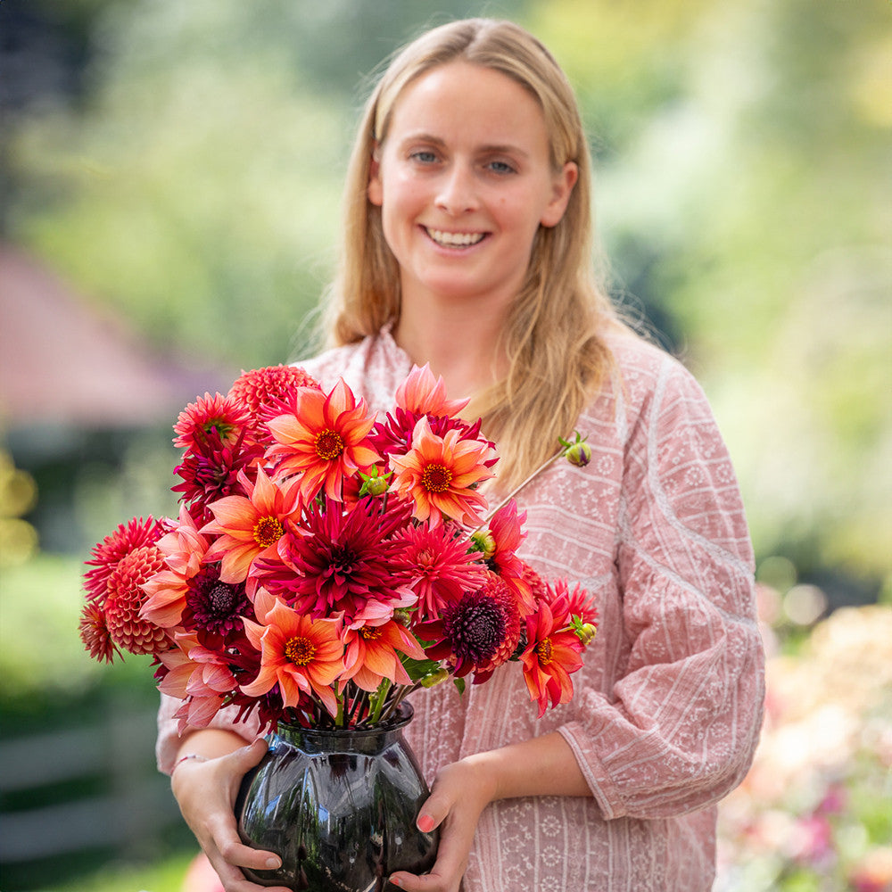 Sarah Raven Bulbs Jemima Dahlien Kollektion 4 Knollen Mix