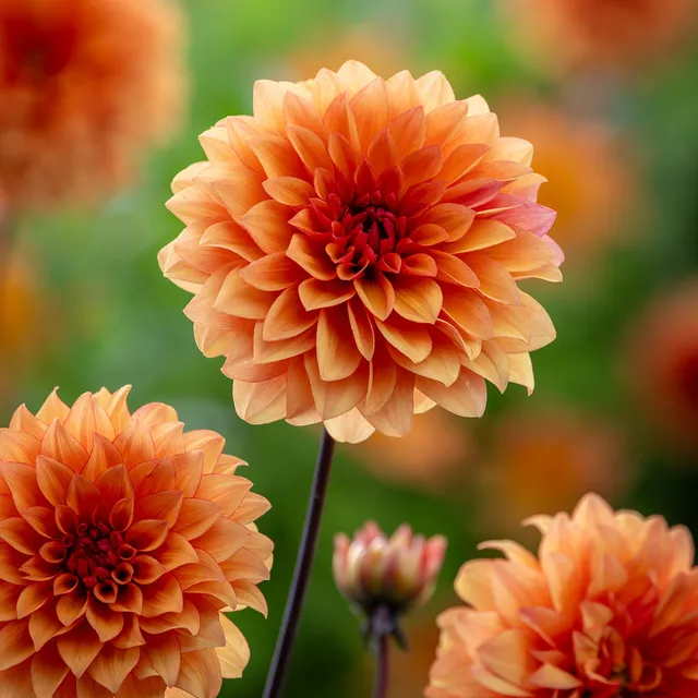 Sarah Raven Dahlia Statue of Orange Knolle 1 Stück Orange