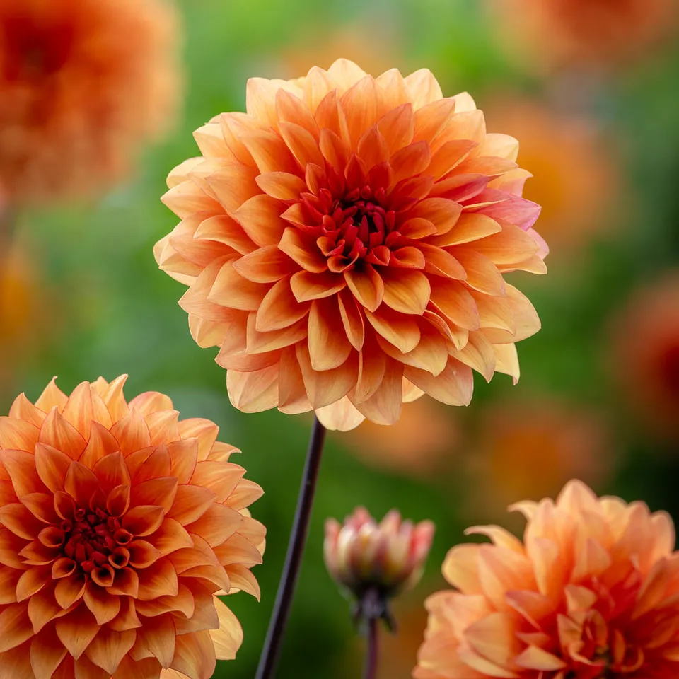 Sarah Raven Dahlia Statue of Orange Knolle 1 Stück Orange