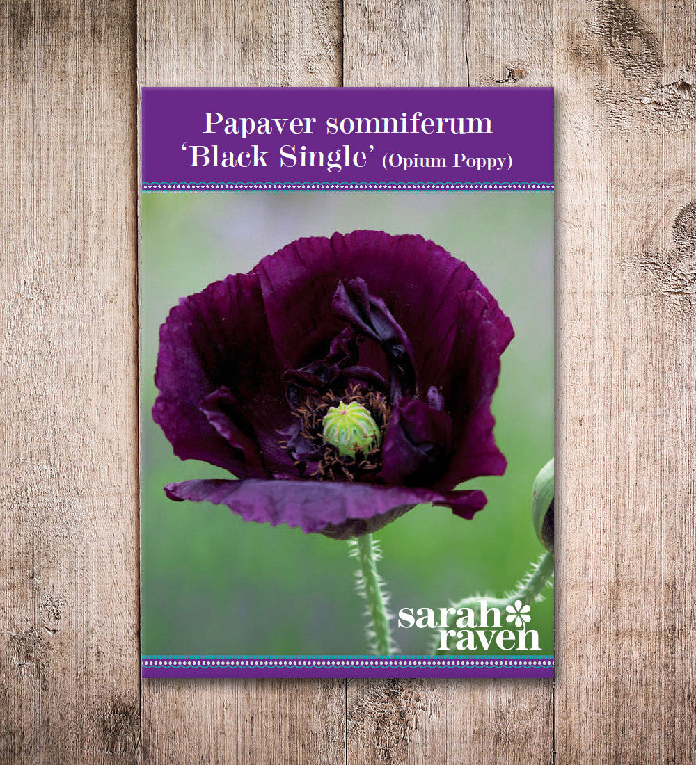 Sarah Raven Seeds Papaver Black Single Mohnsamen 500 Samen