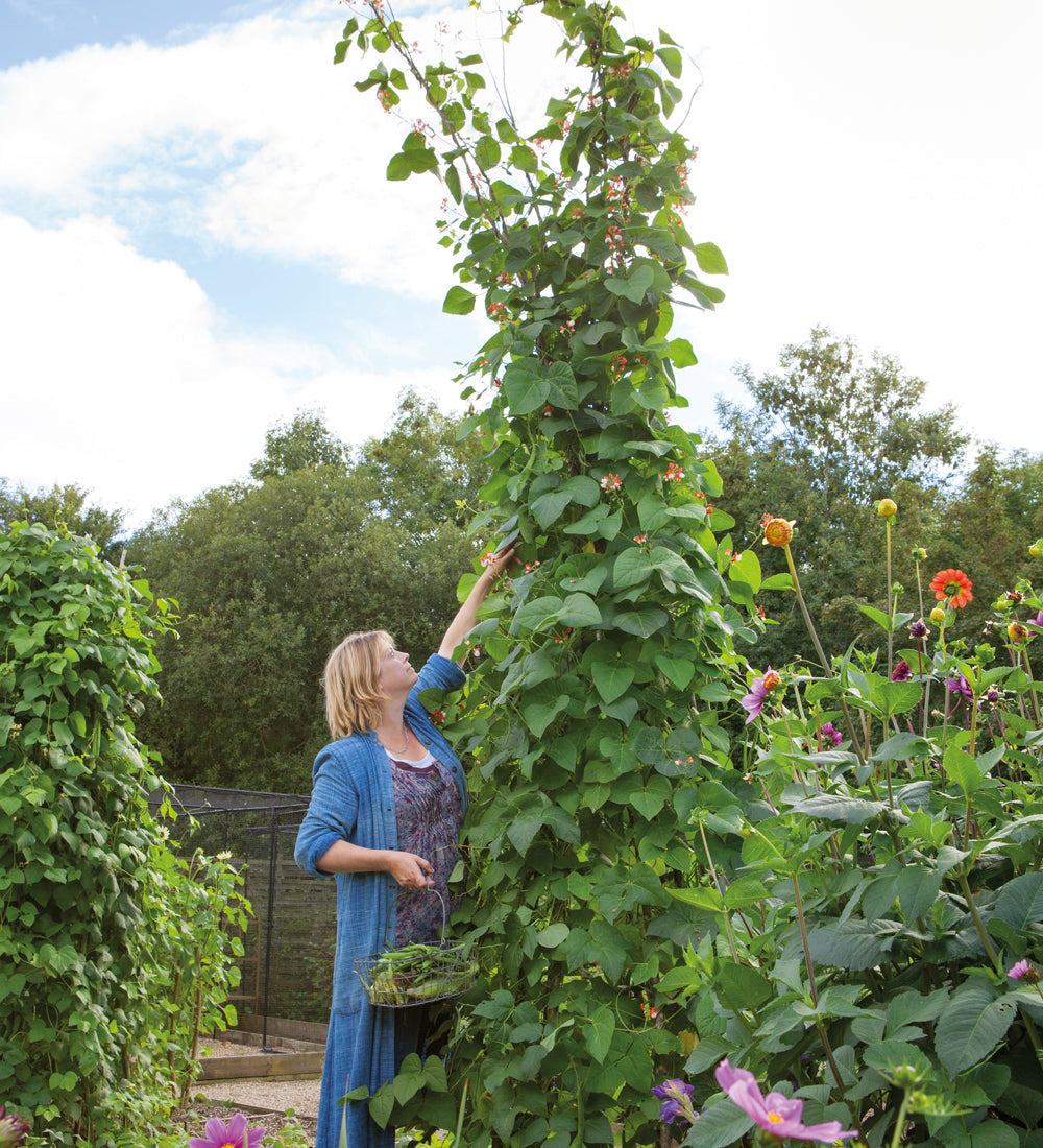 Sarah Raven Seeds Stangenbohne Polestar Samen 40 Stück rankend