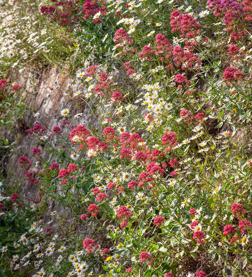 Sarah Raven Plants Rote Spornblume Pflanze 15 Setzlinge rot