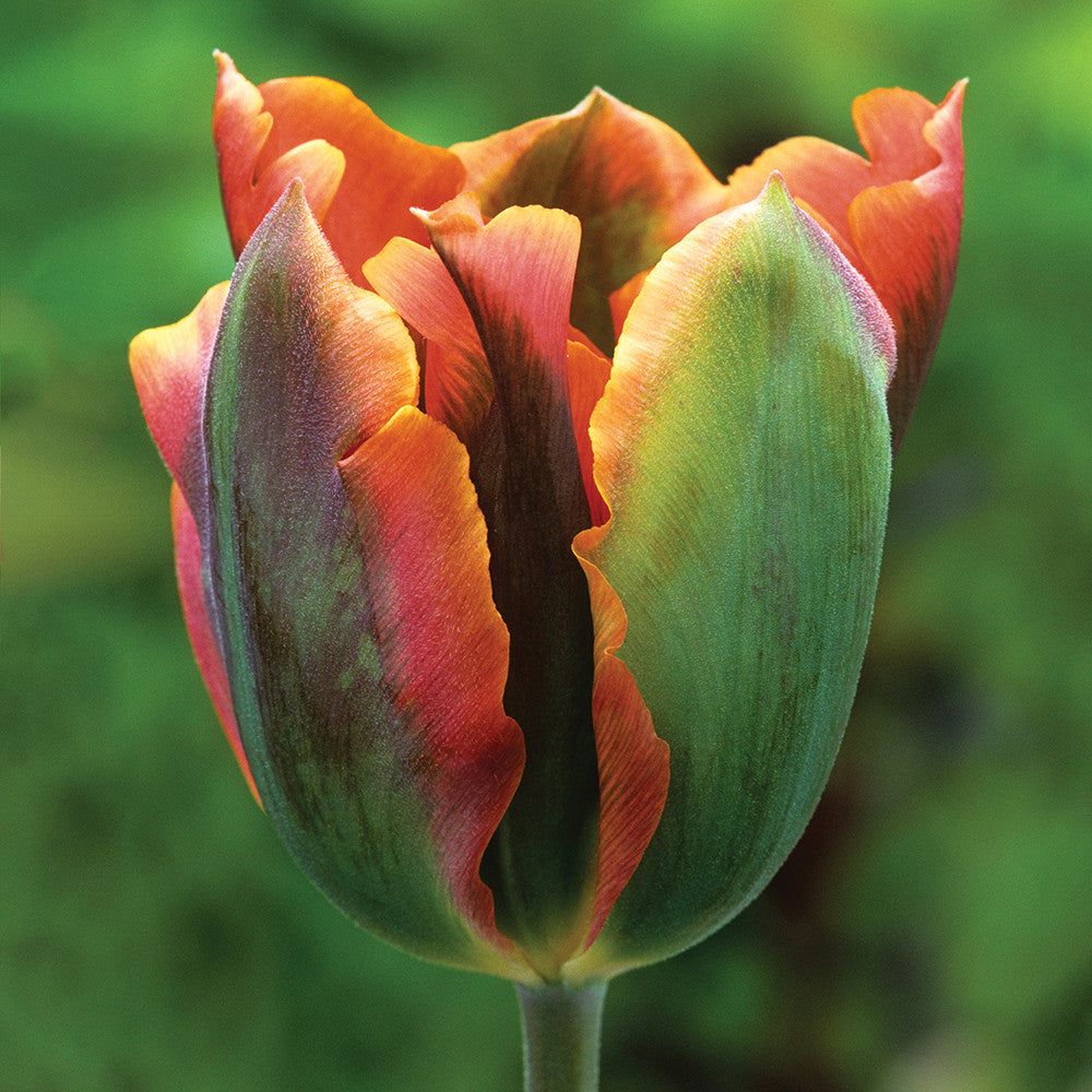 Sarah Raven Bulbs Super Perennial Tulpenmischung 30 Blumenzwiebeln
