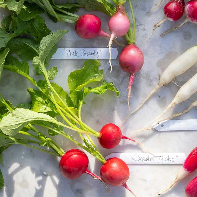 Sarah Raven Seeds Radish Mix Samen 500 Samen bunte Mischung