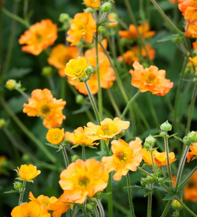 Sarah Raven Geum Totally Tangerine Staude 3x9cm Topf