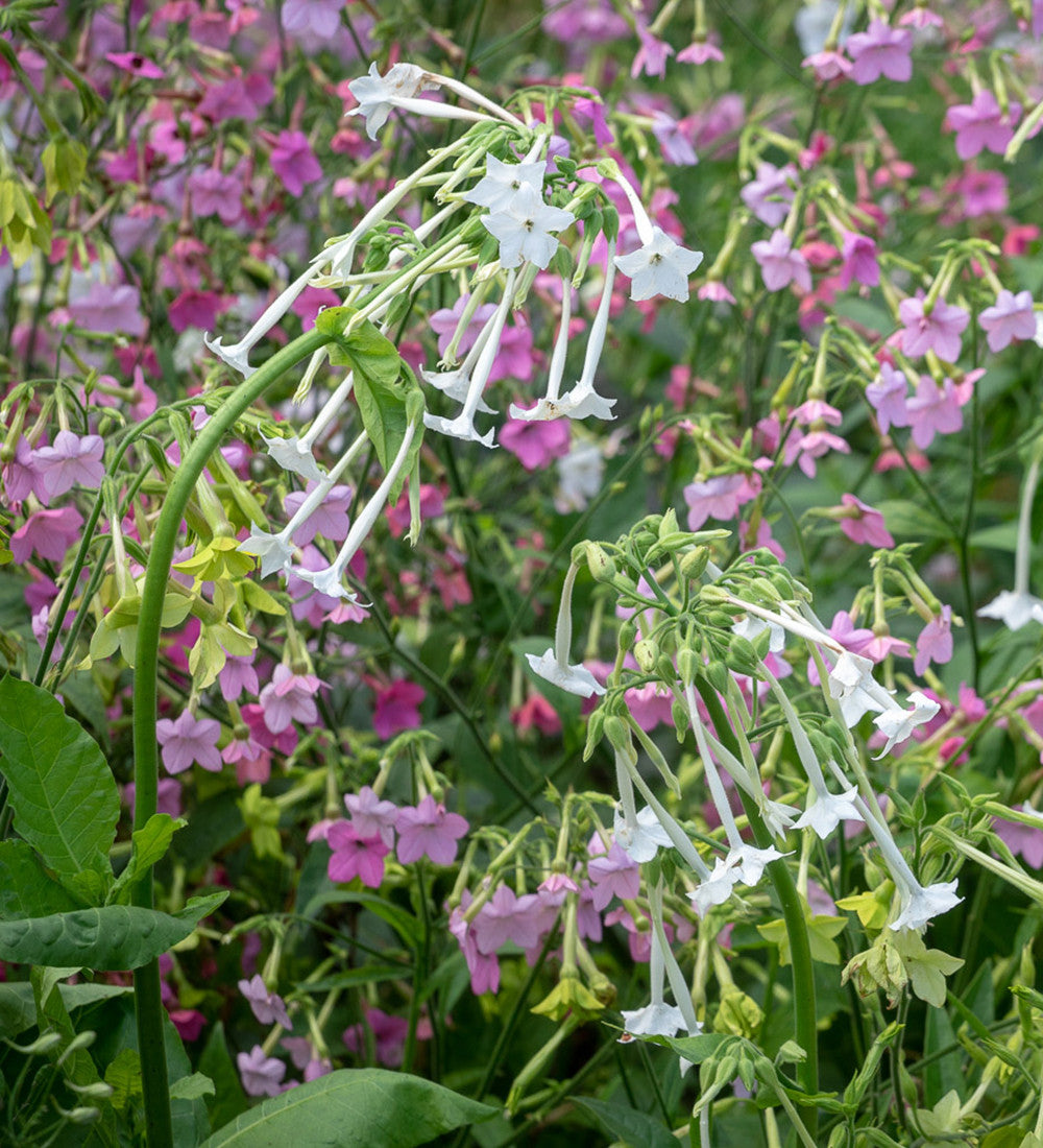 Sarah Raven Seeds Nicotiana Only the Lonely Samen 200 Korn Nachduft