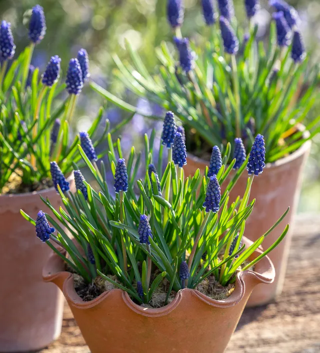 Sarah Raven Bulbs Muscari Night Eyes Zwiebeln 25 Zwiebeln