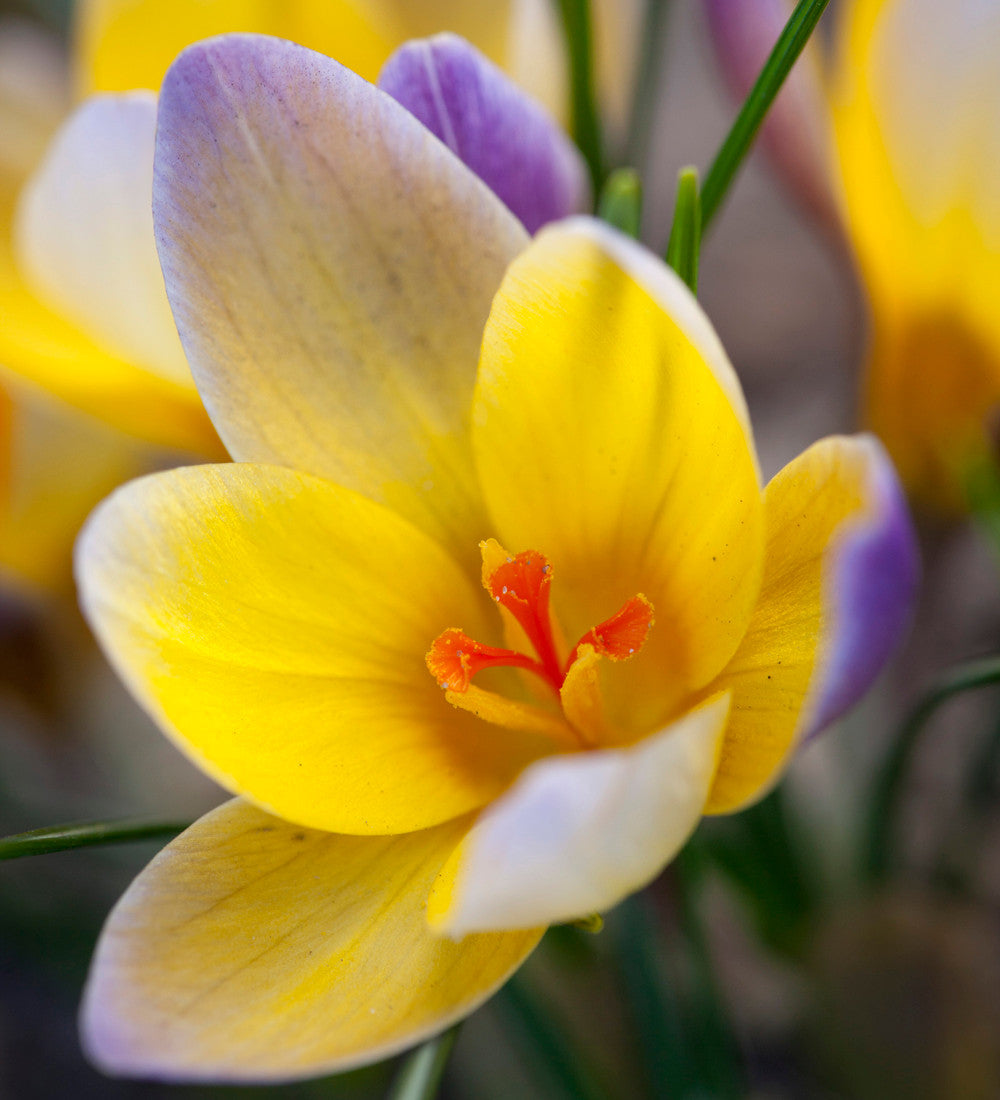 Sarah Raven Bulbs Crocus Advance Blumenzwiebeln 25 Knollen zweifarbig