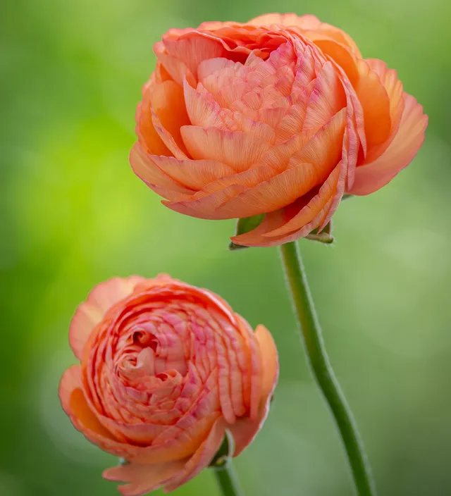 Sarah Raven Bulbs Ranunculus Apricot Blumenzwiebel 10 Knollen aprikot