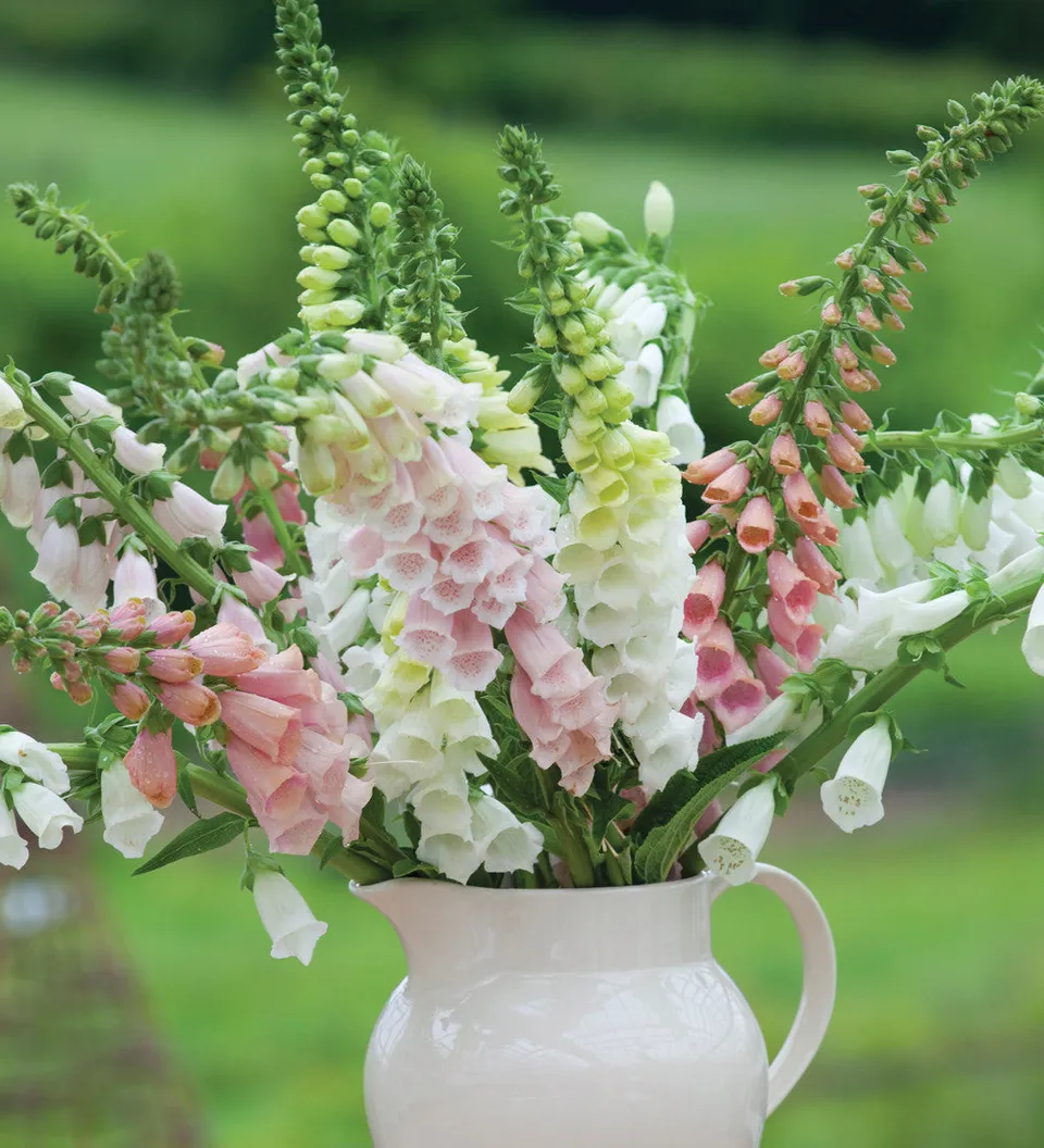 Sarah Raven Foxglove Collection Saatgut 1000 Samen