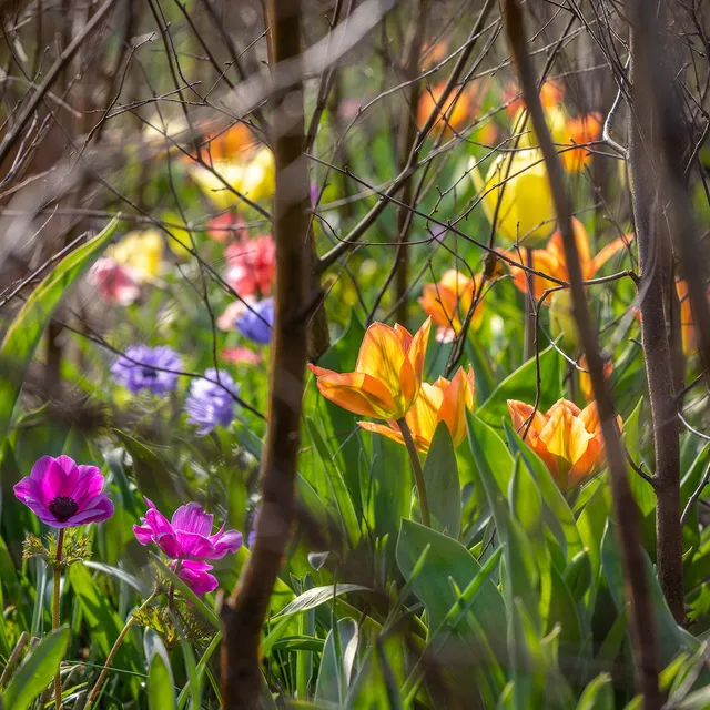 Sarah Raven Bulbs Early Spring Jewels Blumenzwiebeln 60 mehrjährig
