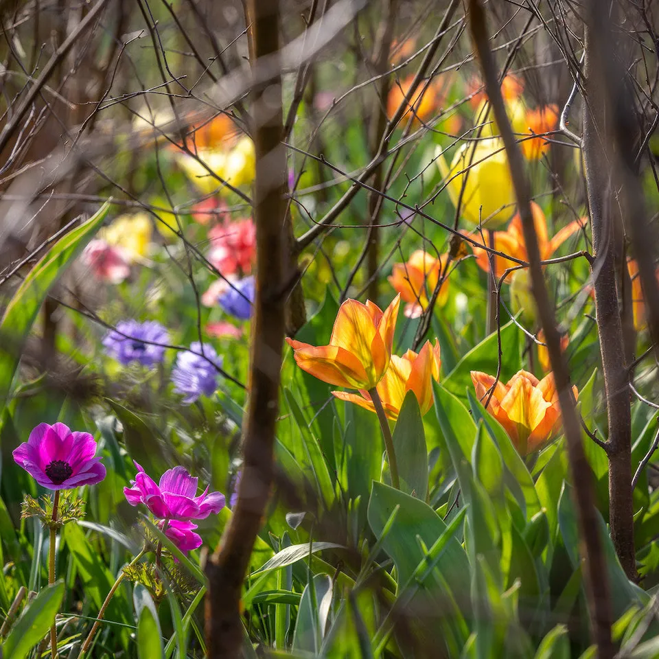 Sarah Raven Bulbs Early Spring Jewels Blumenzwiebeln 60 mehrjährig