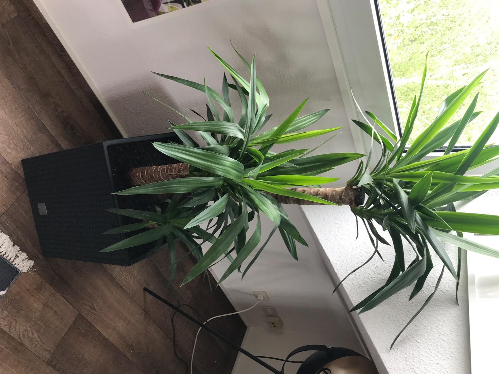 Prosperplast Rato Blumentopf anthrazit 40cm eckig mit Einsatz