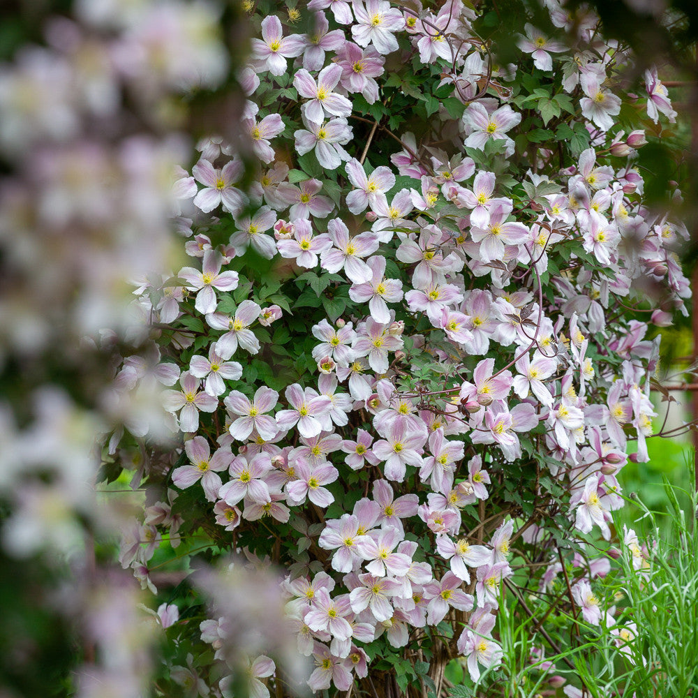 Sarah Raven Clematis montana Mayleen Pflanze 2 Liter rosa
