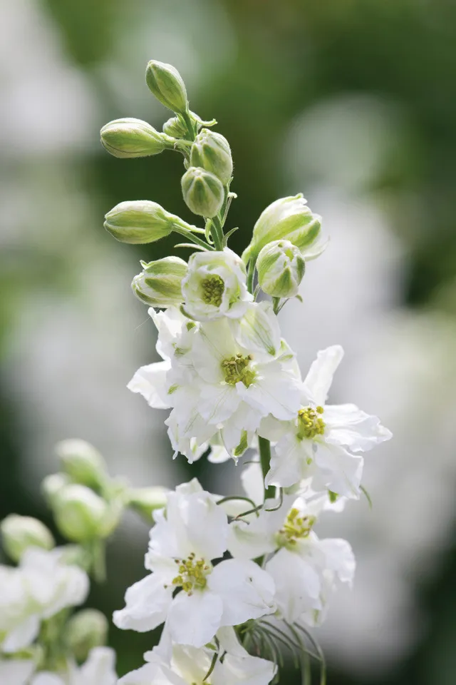 Sarah Raven Seeds Consolida White Samen 400 weiß hoch