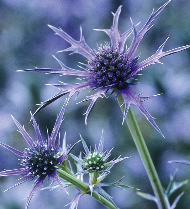Sarah Raven Plants Eryngium Picos Blue Pflanze 3x 9cm Blau Biene