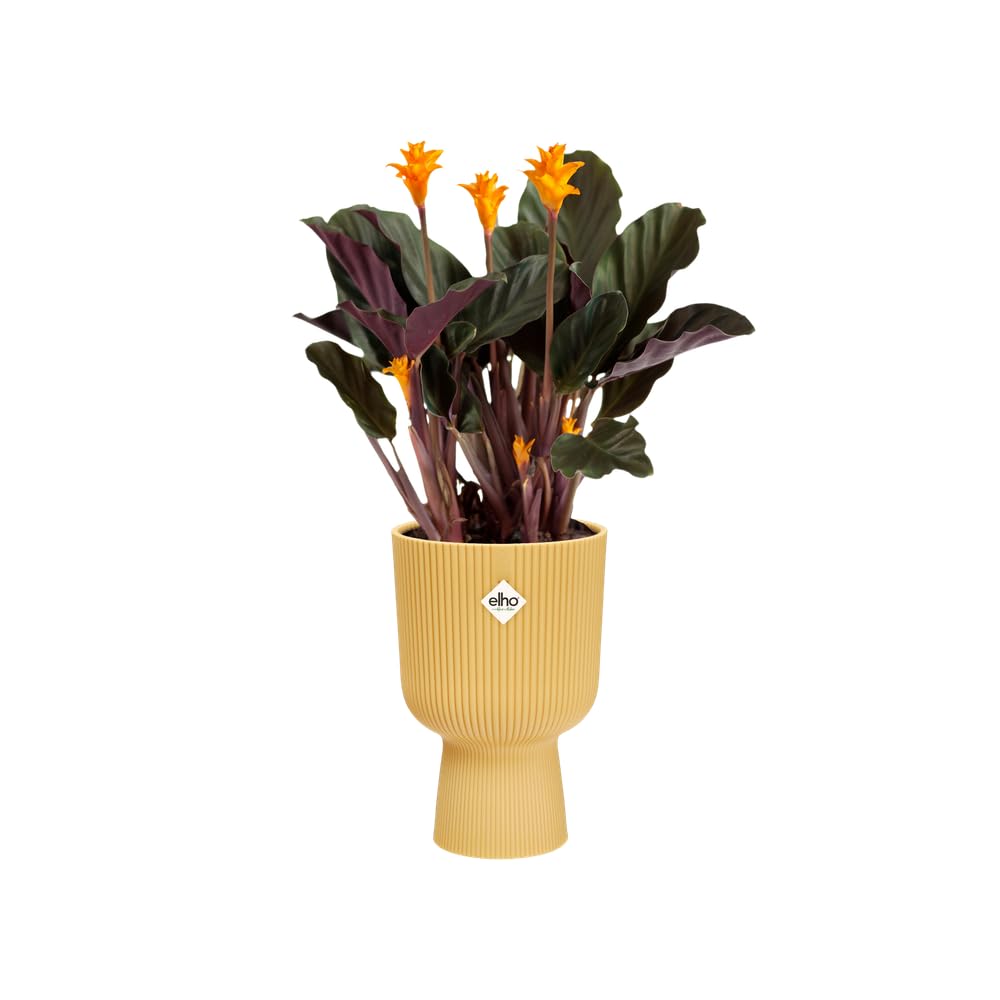 elho Vibes Fold Coupe 14 Blumentopf gelb Buttergelb 13,9 cm
