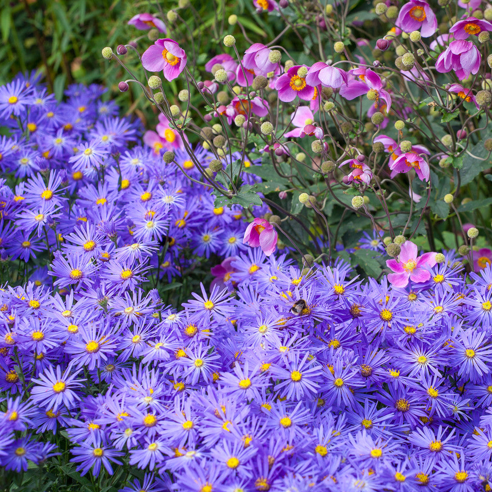 Sarah Raven Plants Autumn Border Kombination Pflanzen 6x 9cm rosa