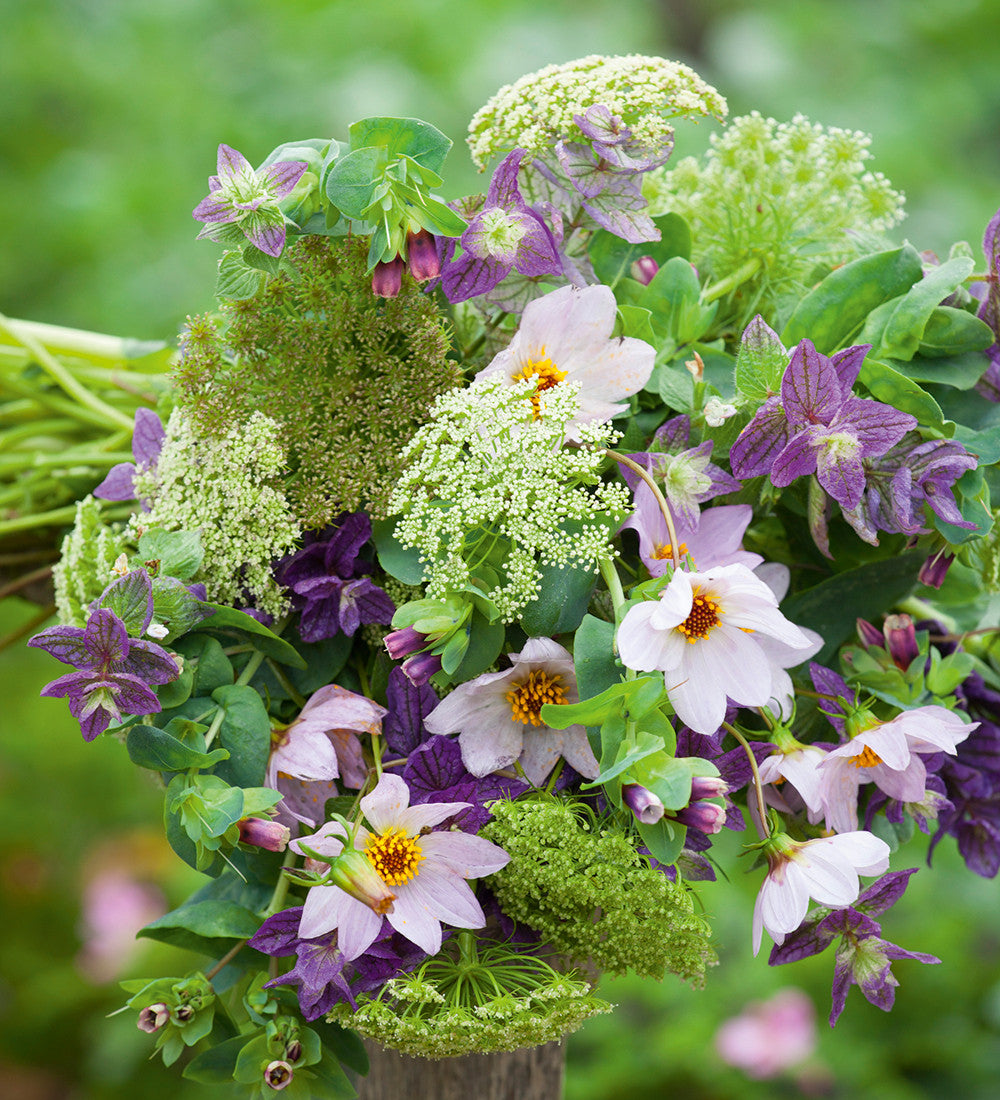 Sarah Raven Plants Ammi visnaga Samen 500 Samen weiß